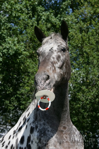 Appaloosa.