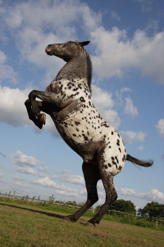 Appaloosa 